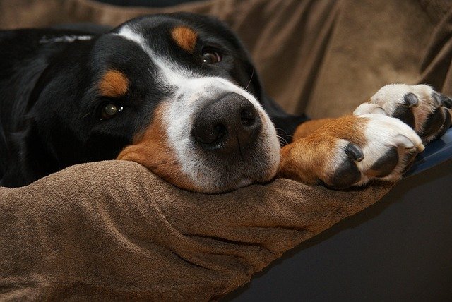 Malattie Del Cane Anziano Come Prevenirle E Trattarle