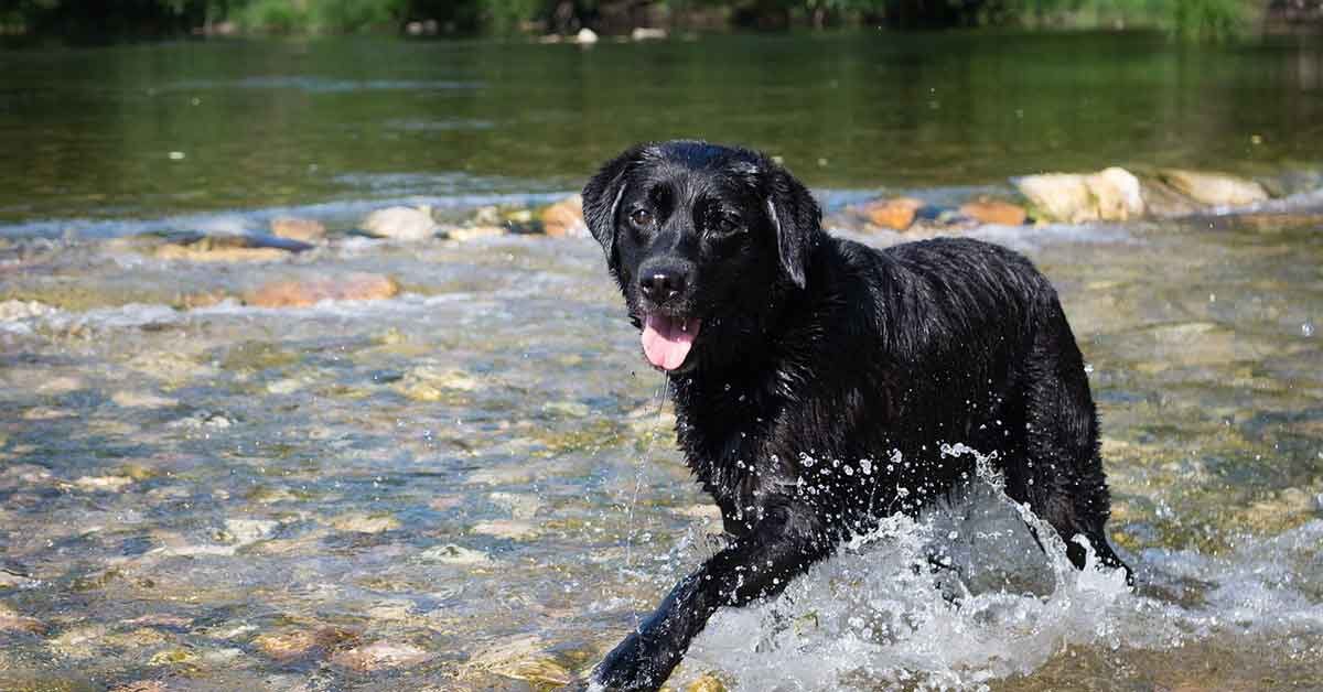 Cane Salvato Dal Fiume Ghiacciato Ecco La Storia Del Salvataggio