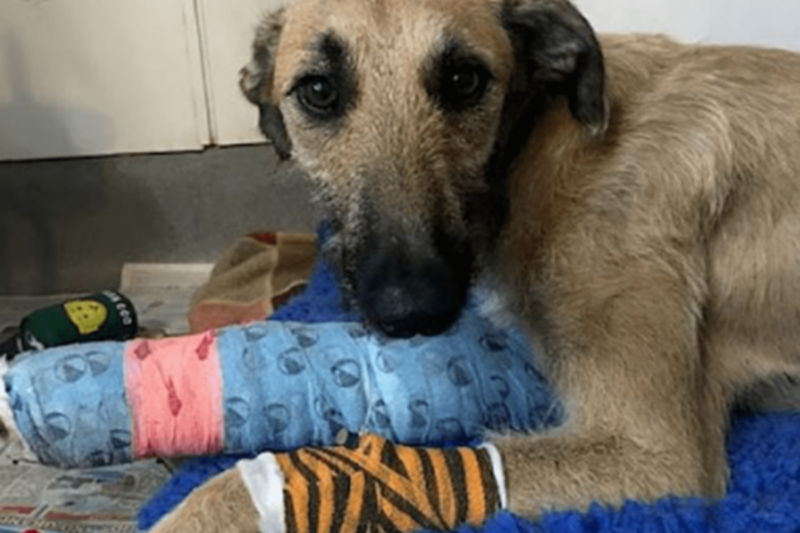 Steve Il Cane Trovato Con Una Zampa Rotta Il Triste Abbandono Bigodino