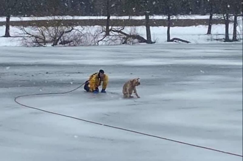 Vigili Del Fuoco Salvano La Vita Di Un Cane Caduto In Un Lago Ecco