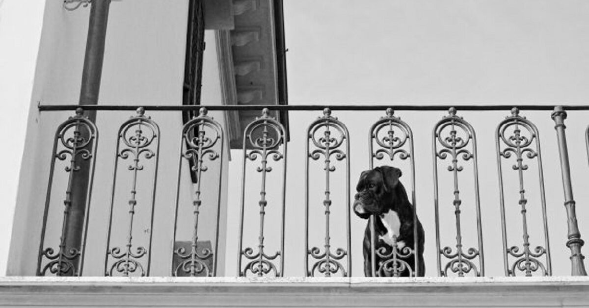 Cane Abbandonato Sul Balcone A Nocera Inferiore Bigodino