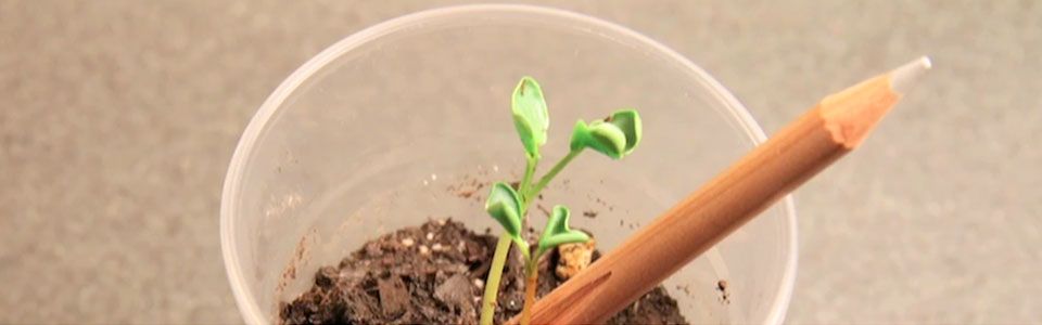 Sprout: la matita che germoglia