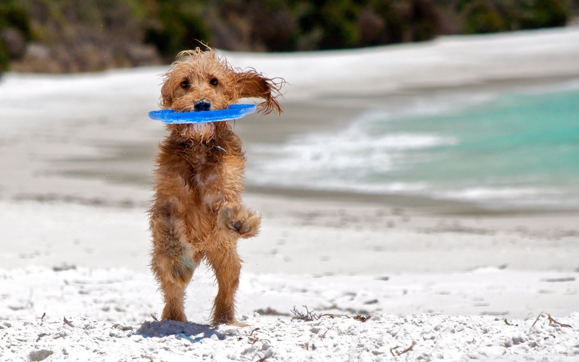 Spiagge Per Cani 2014 Porta Fido In Vacanza Con Te Bigodino