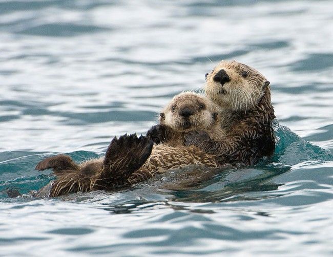 Le più belle fotografie di mamme e cuccioli nel mondo animale