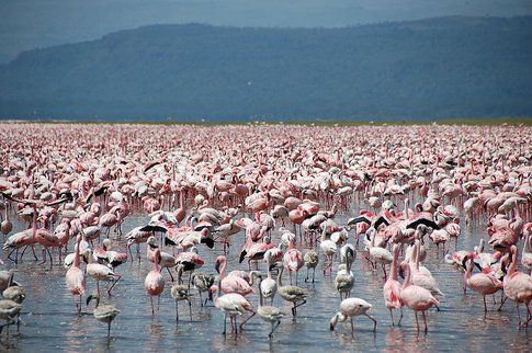 Fenicotteri al Lake Nakuru - Kenya