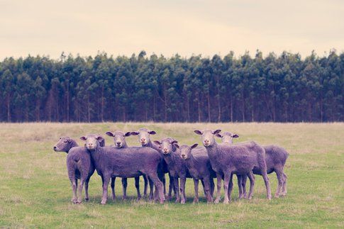 Purple Sheep