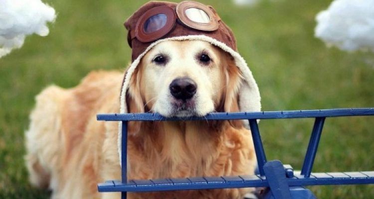 Weekend Con Il Cane Le Migliori Destinazioni Italiane