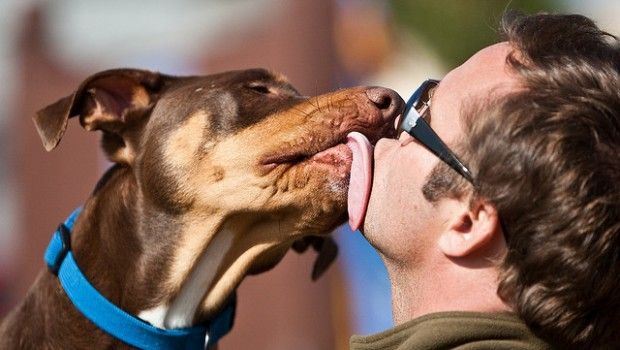 Baciare il proprio cane aumenta le difese immunitarie