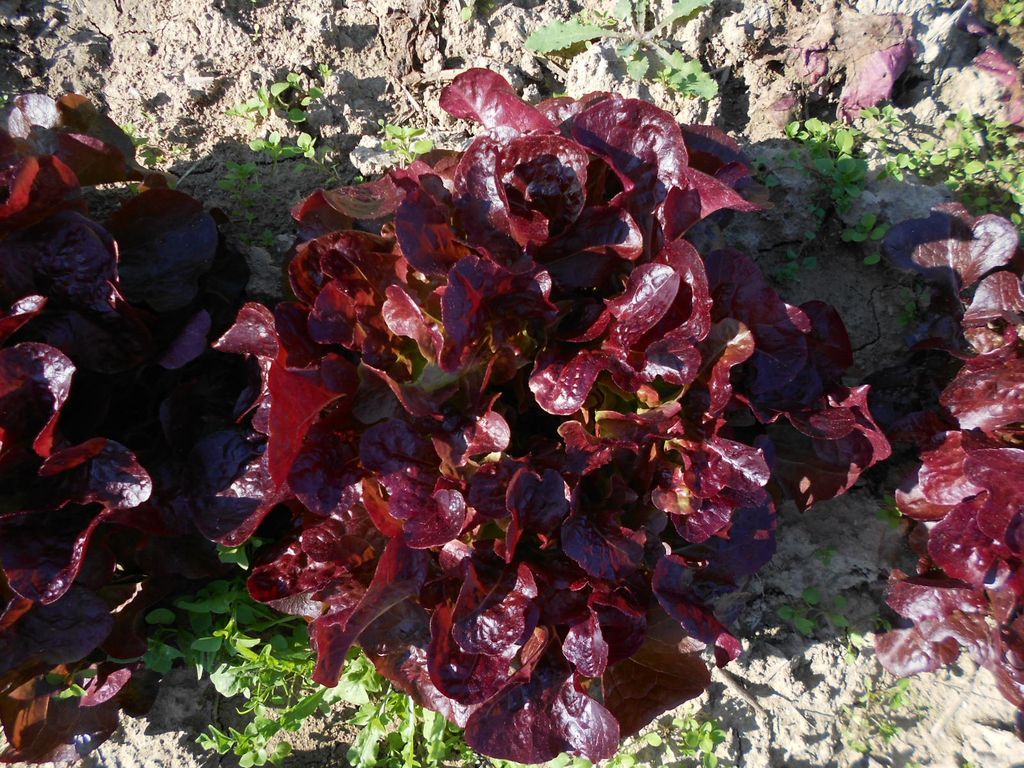 I benefici della lattuga Rossa