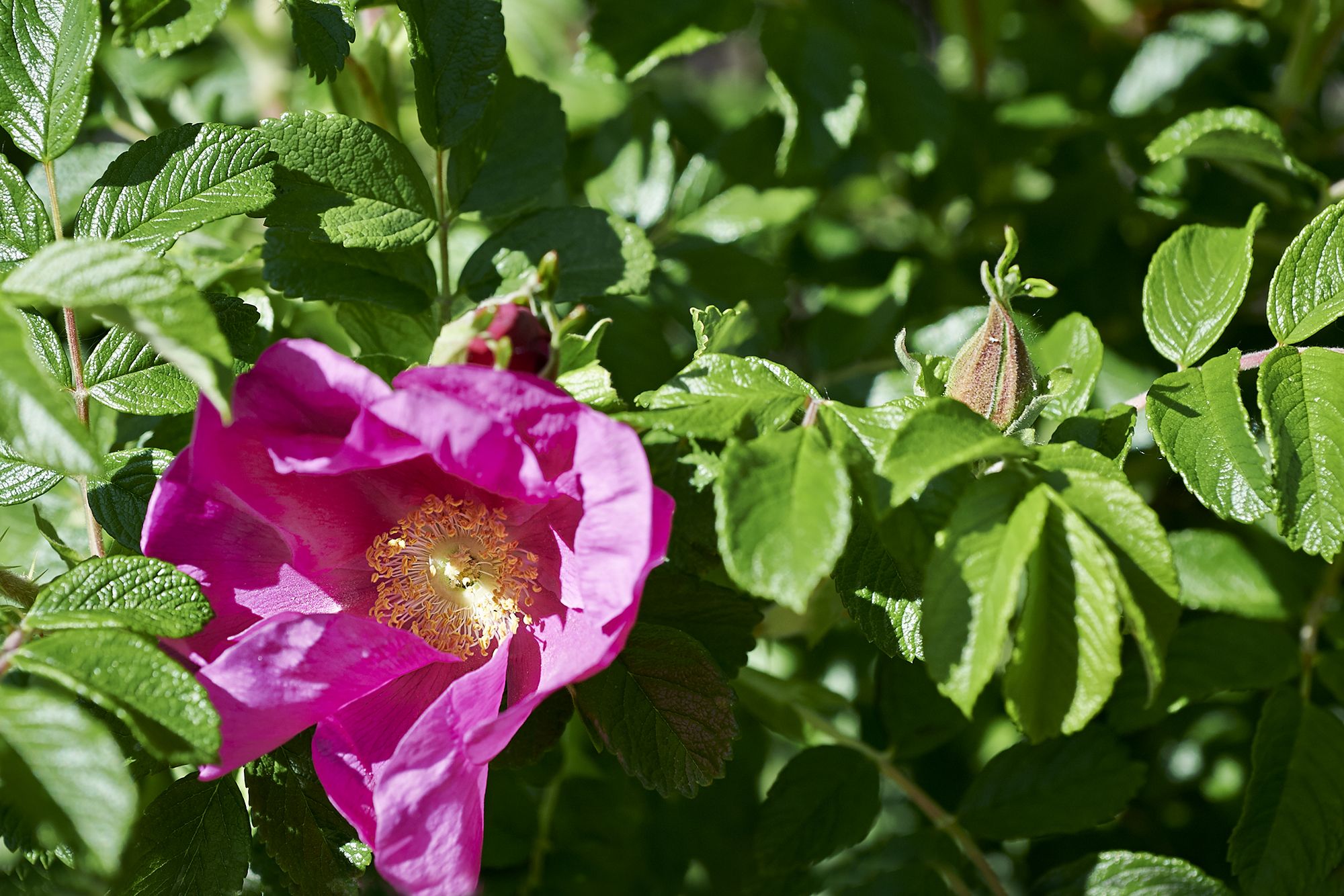 I fiori eduli, mettili nel piatto