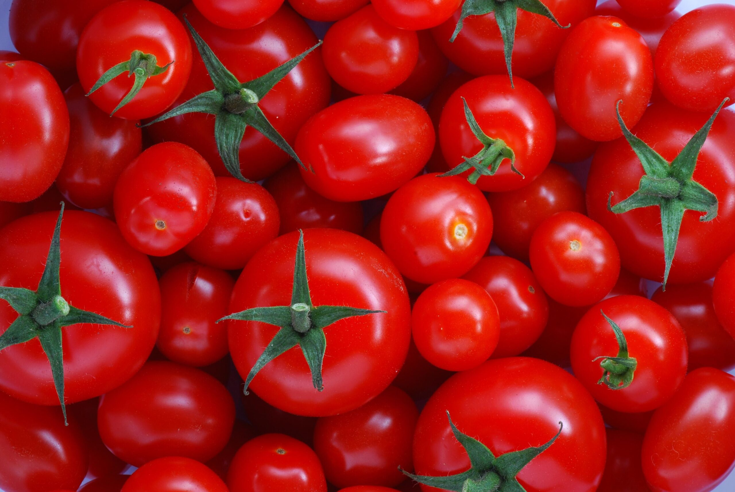 I trucchi per coltivare pomodori buonissimi