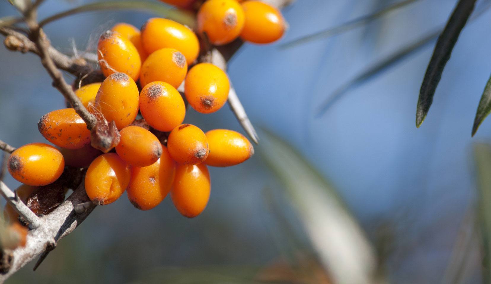 Le proprietà dell’olivello spinoso