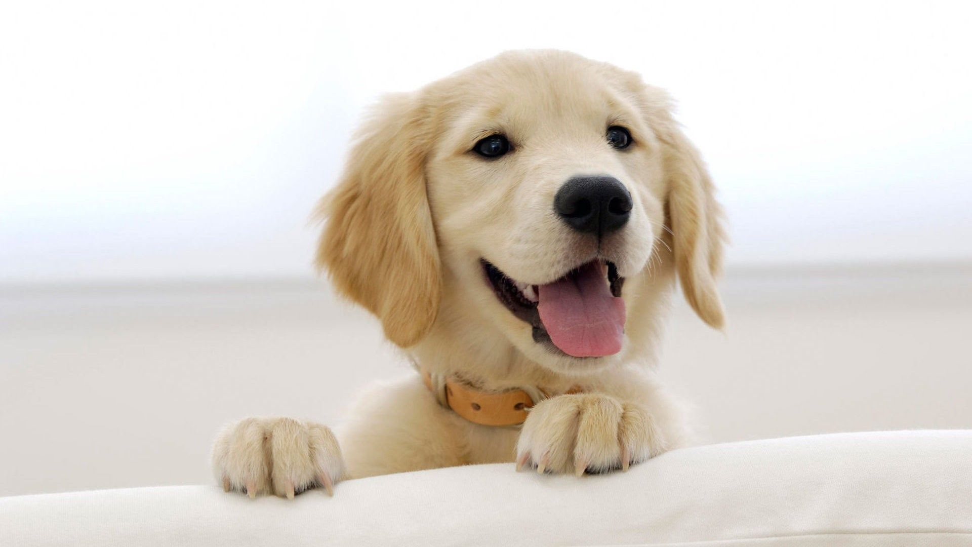 Scoperto perchè i Labrador sono cani mangioni