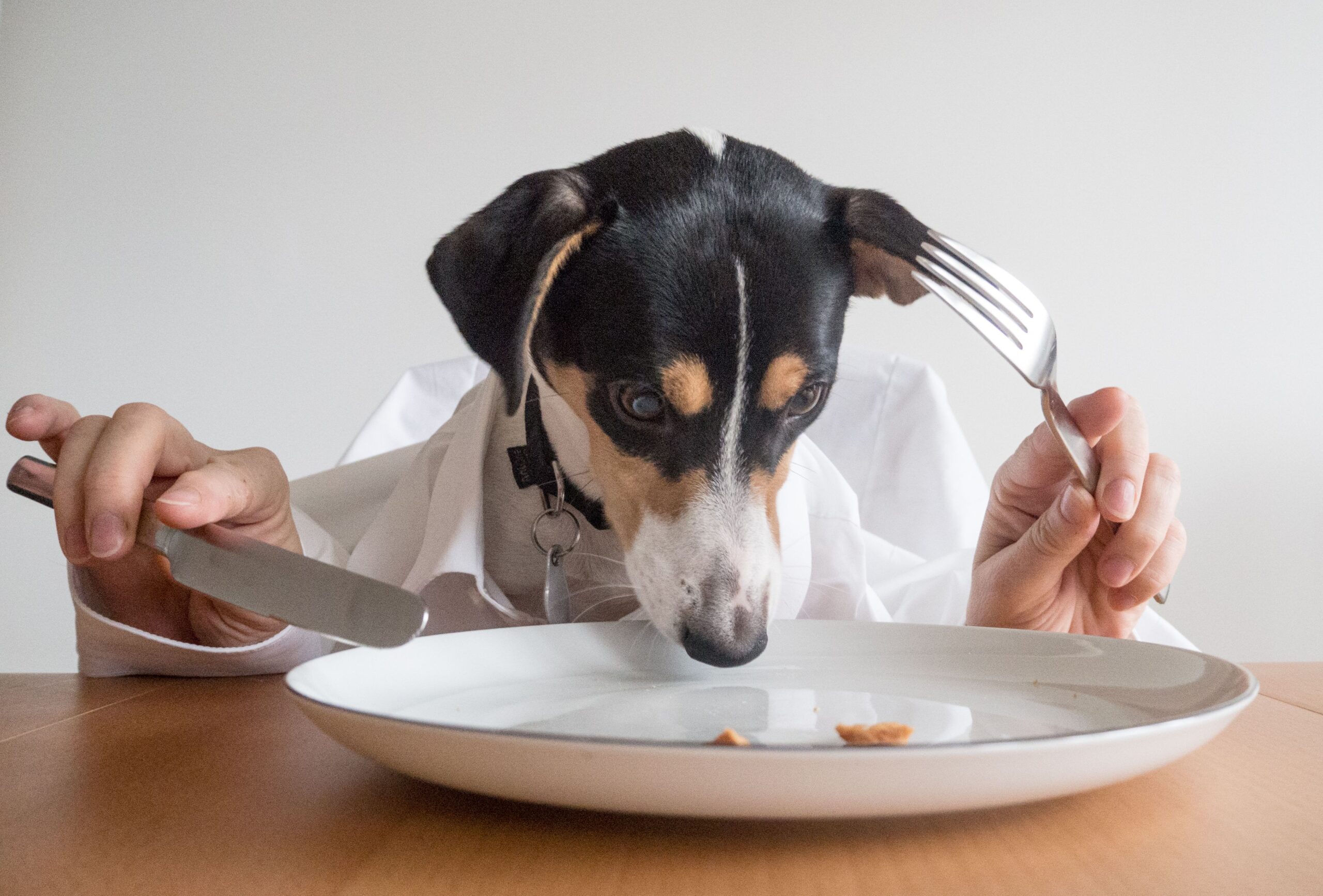 Cosa dare da mangiare al nostro cane durante i cenoni delle feste