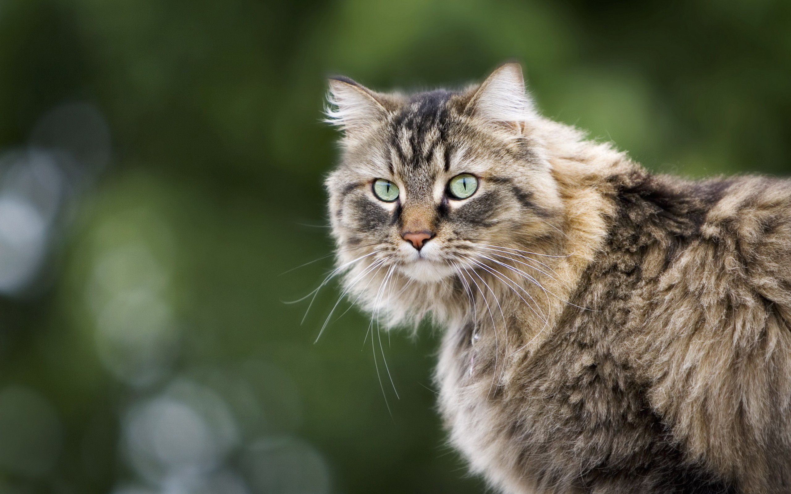 5 stranezze del tuo gatto che non conosci