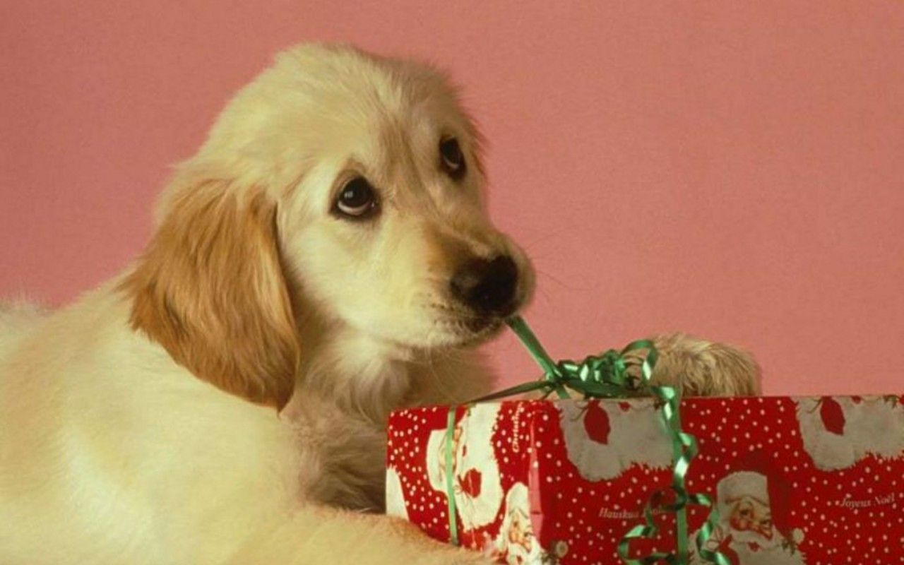 Una commovente dedica di Natale della padroncina al suo cane