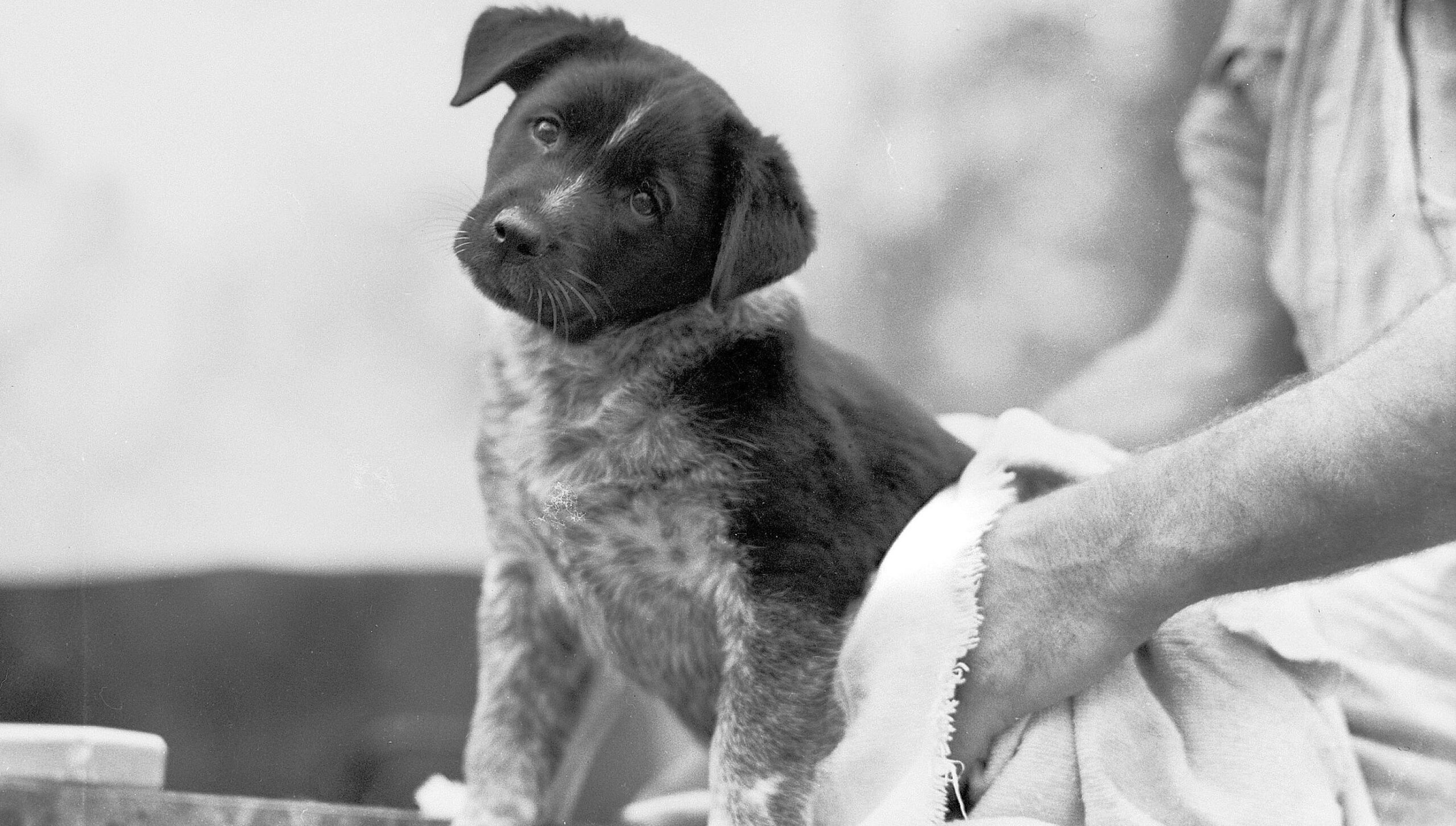 Cosa fare quando il cane non vuol fare il bagnetto