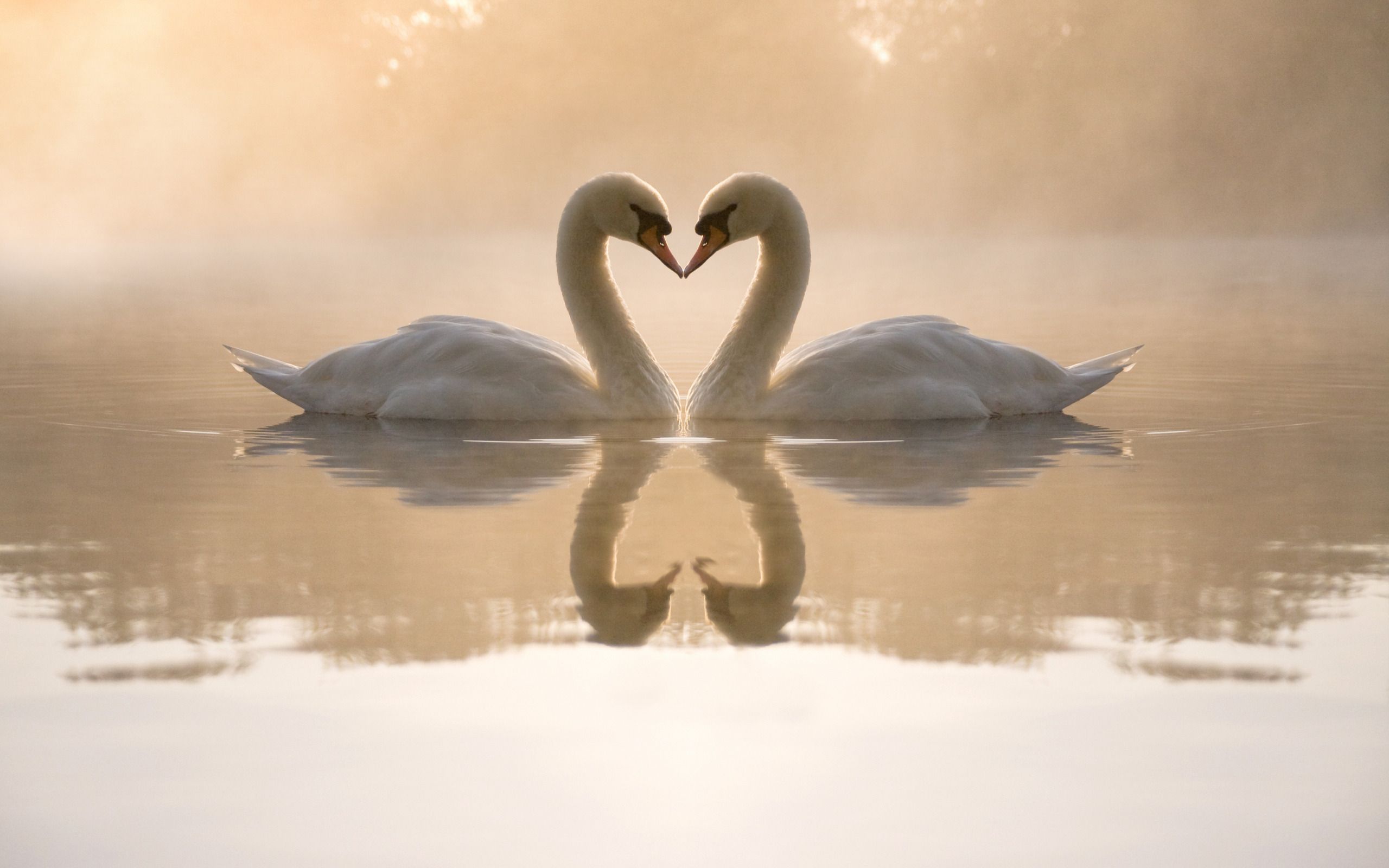 Come fare un cigno con una mela (video)