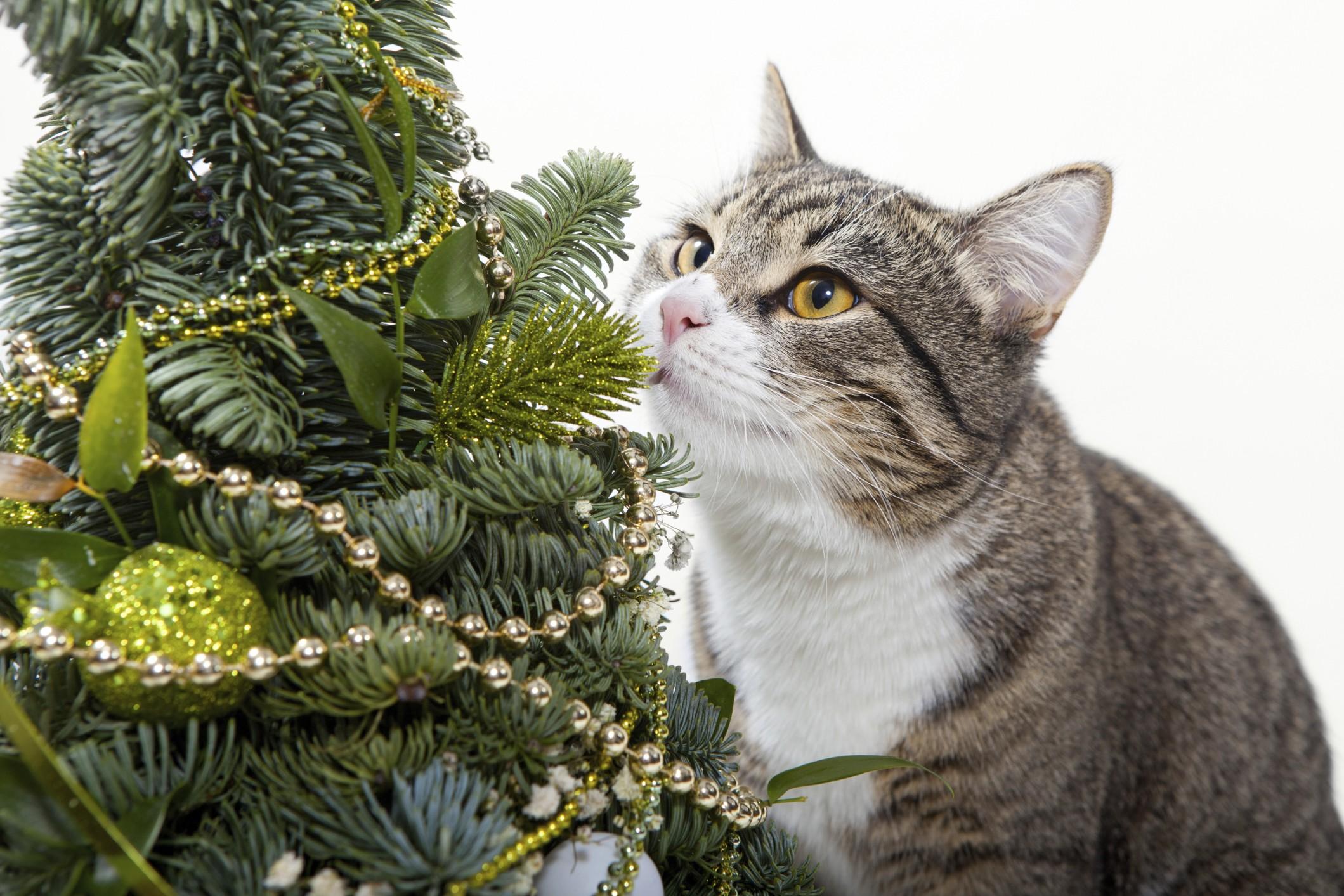 Gatti e alberi di Natale: cosa accade?