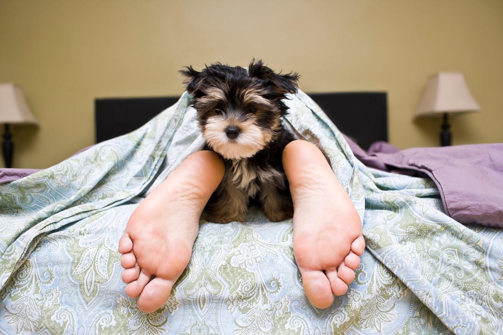 Dormire con il proprio cane fa bene alla salute