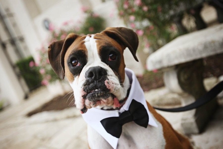 matrimonio-con-il tuo-cane