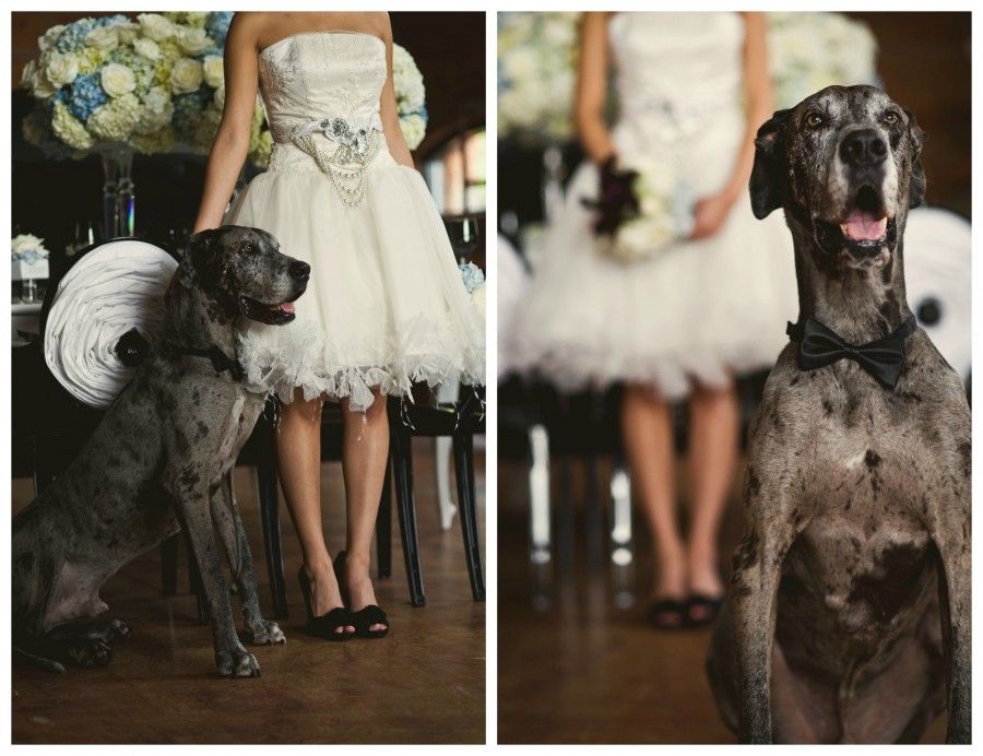 matrimonio-con-il tuo-cane