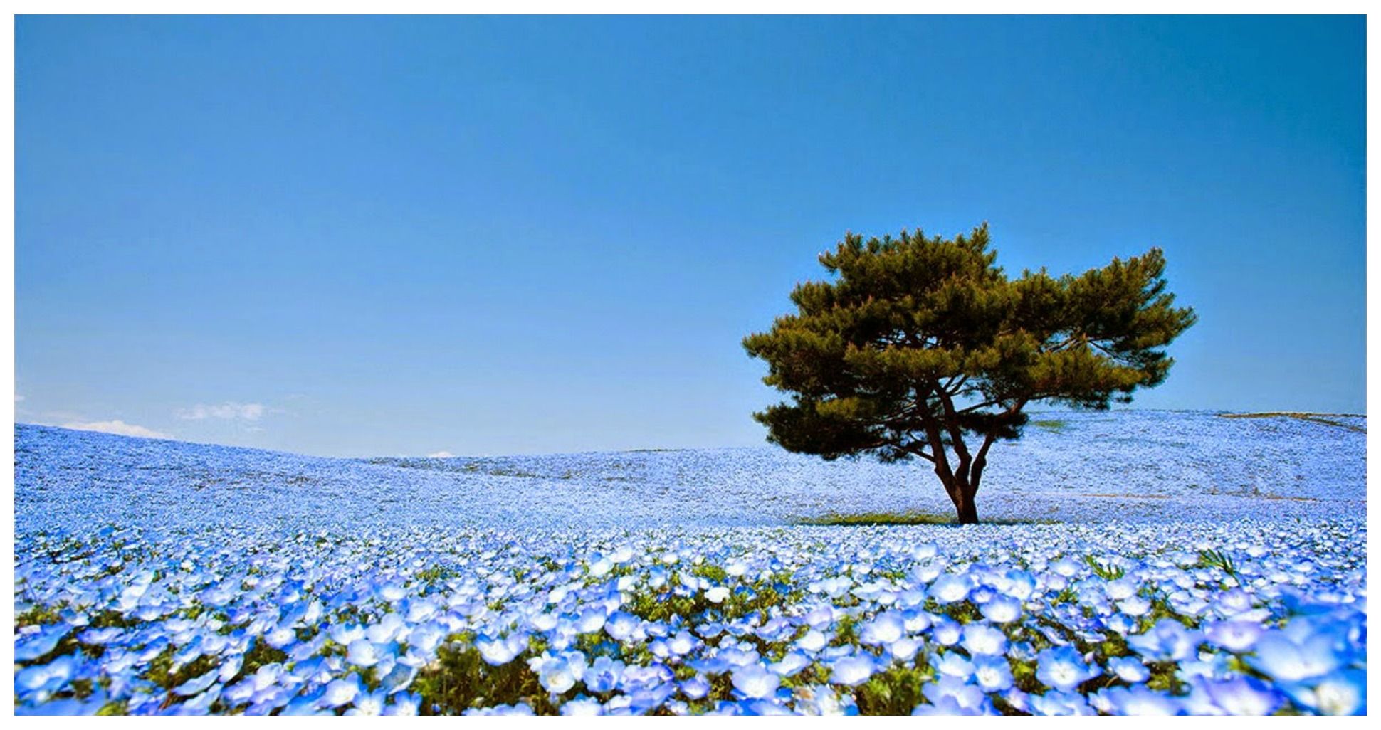 Il paradiso dei fiori: Hitachi Seaside Park in Giappone