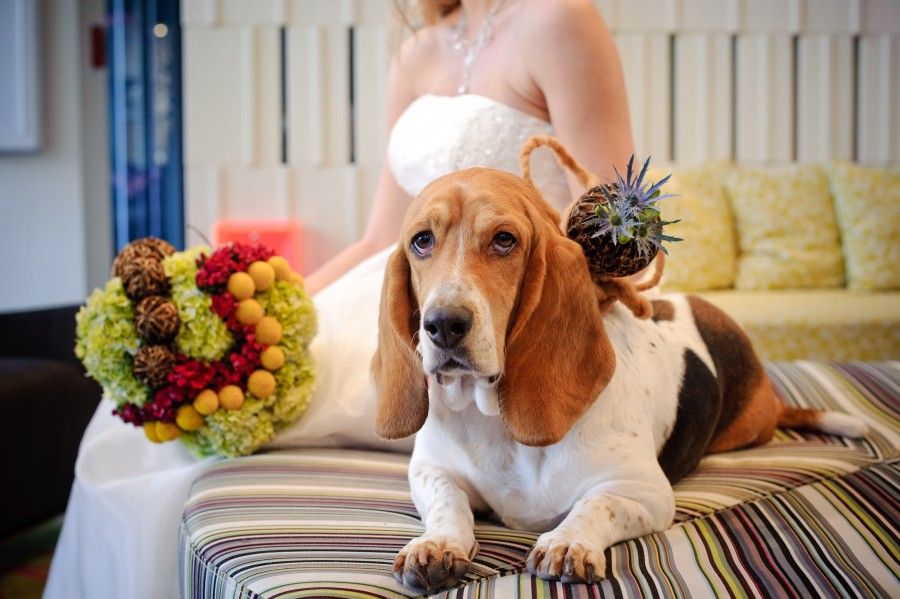 matrimonio-con-il tuo-cane