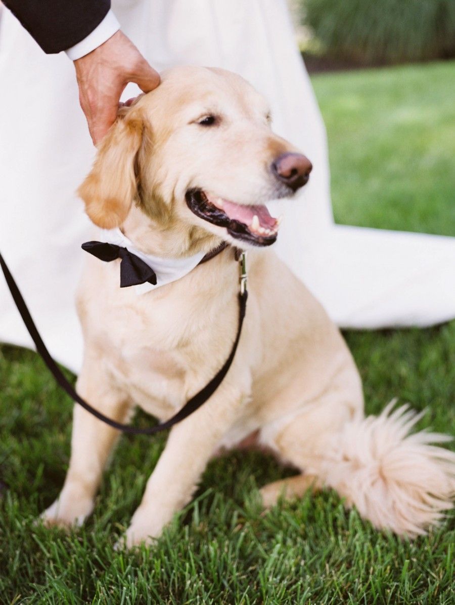 matrimonio-con-il tuo-cane