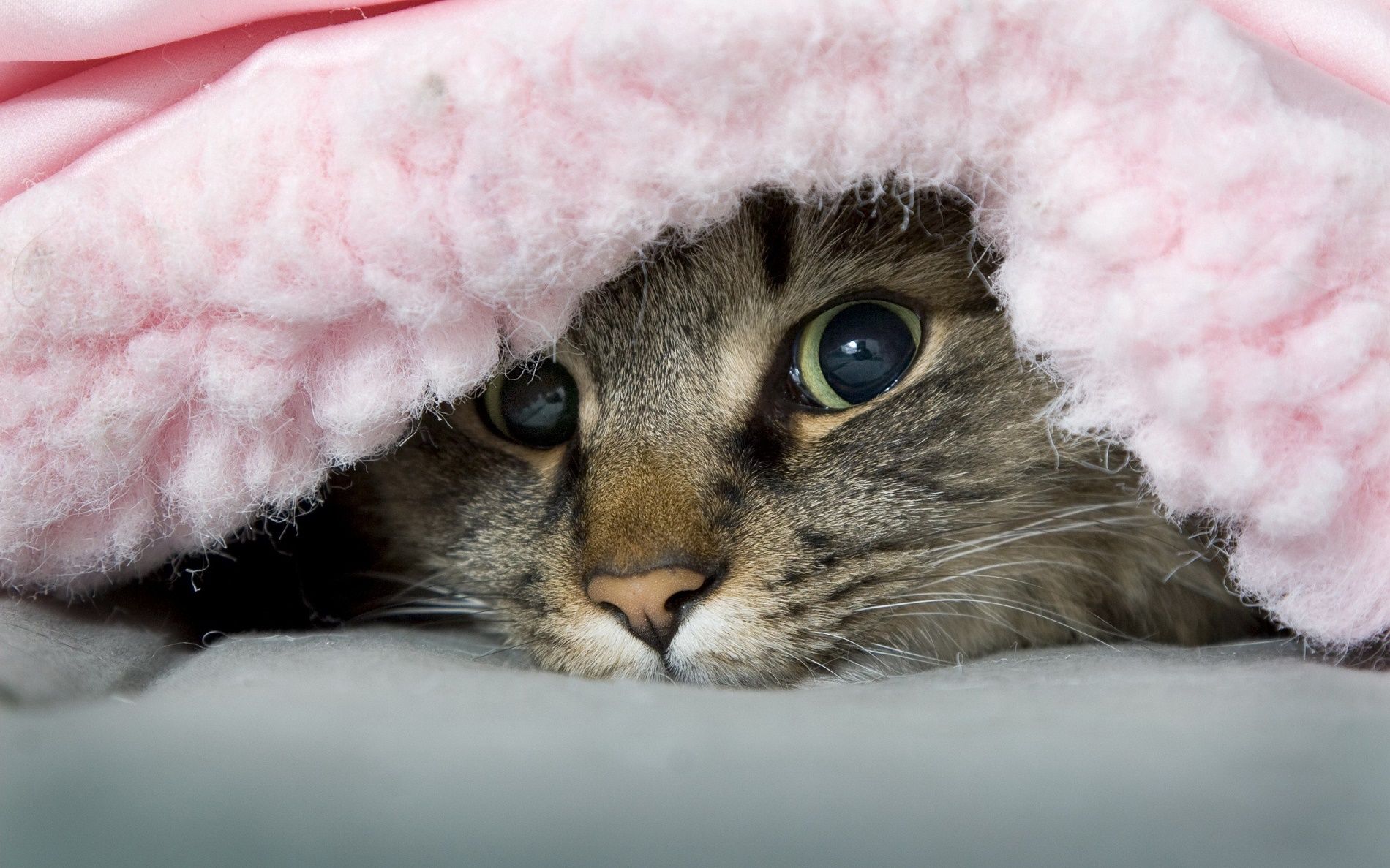 Riesci a trovare il gatto Pedro in cucina?