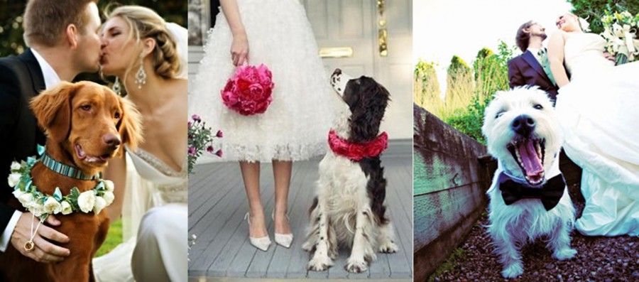 wedding-dogs