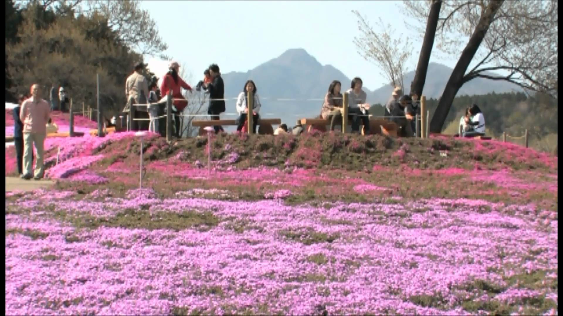 Marito regala alla moglie un campo infinito di fiori: ecco perché