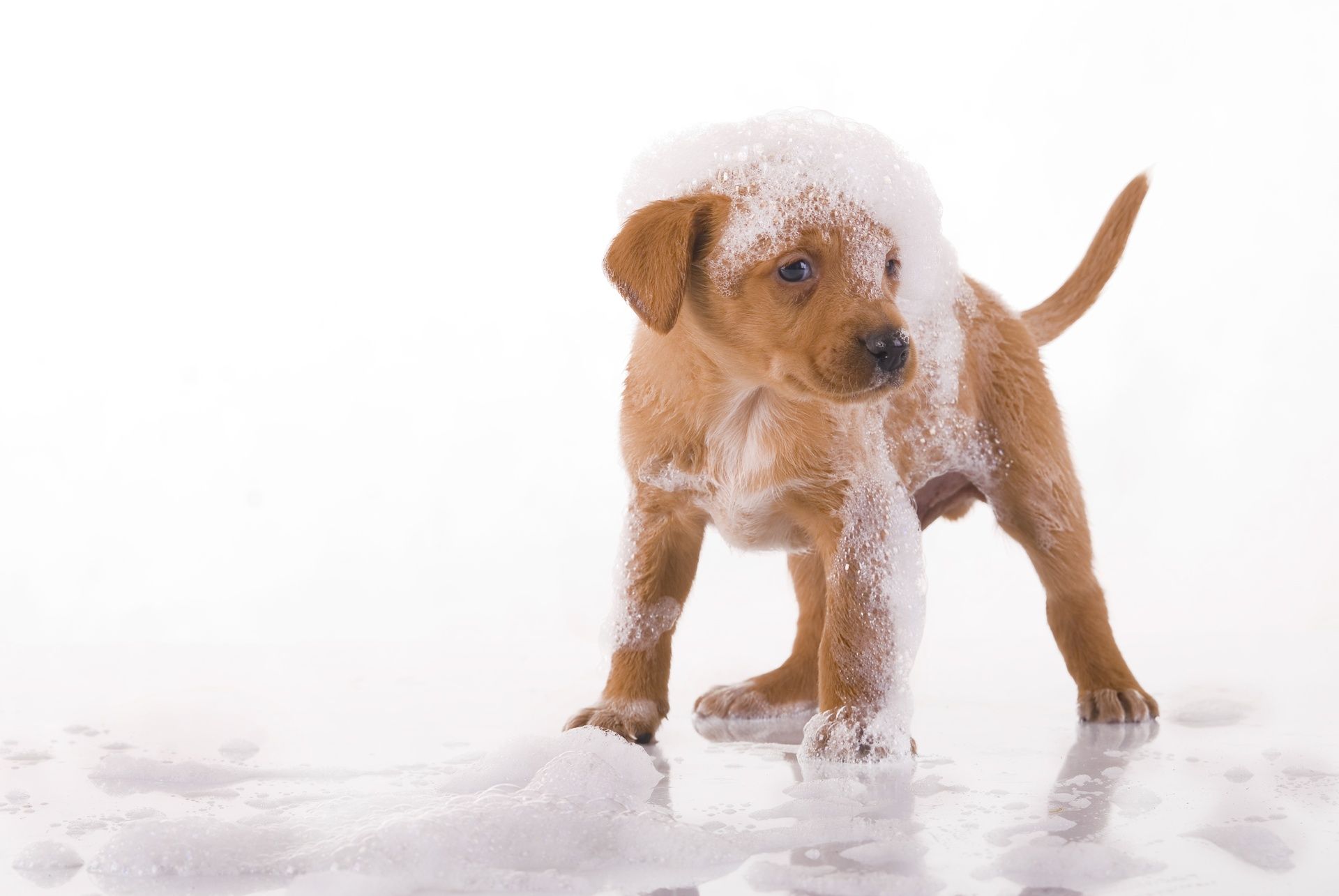 La beauty pet impazza: richiesti sempre più prodotti di bellezza per animali