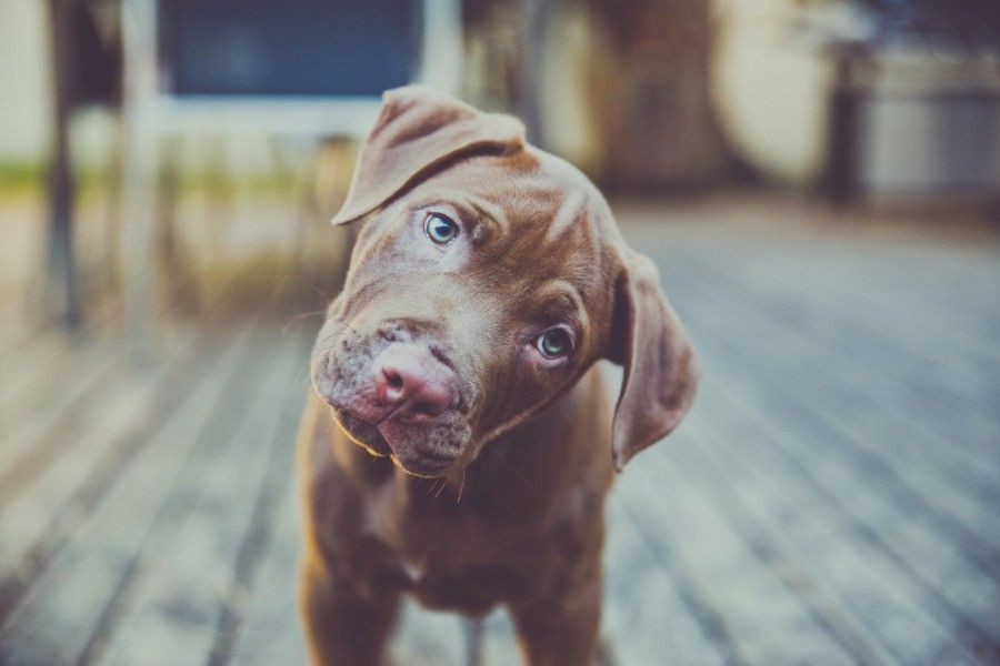 Cane con la testa inclinata