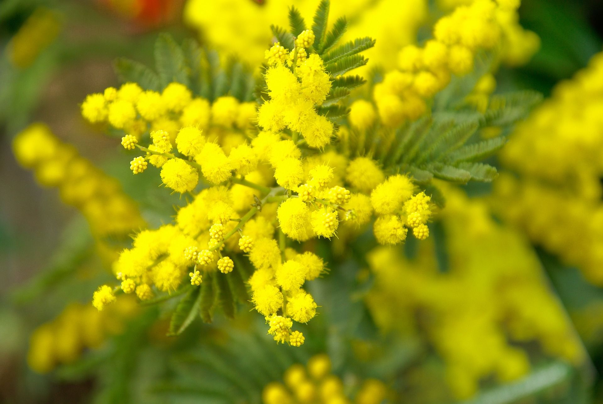 Festa della donna: la storia e le iniziative più interessanti