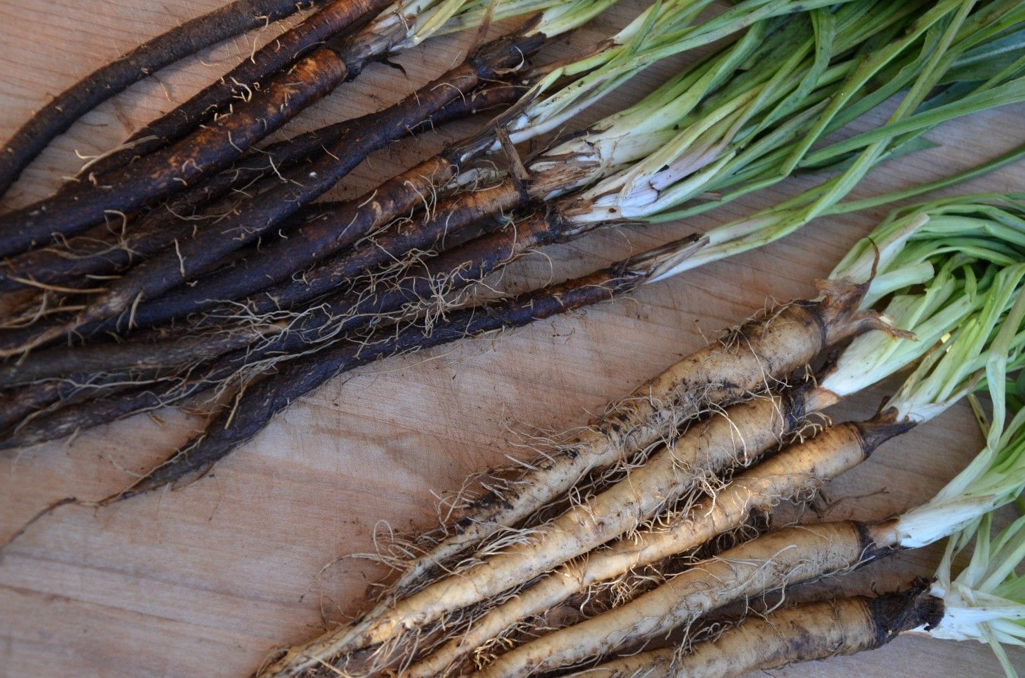 Scorzonera e scorzobianca: due ortaggi di cui ti innamorerai in cucina