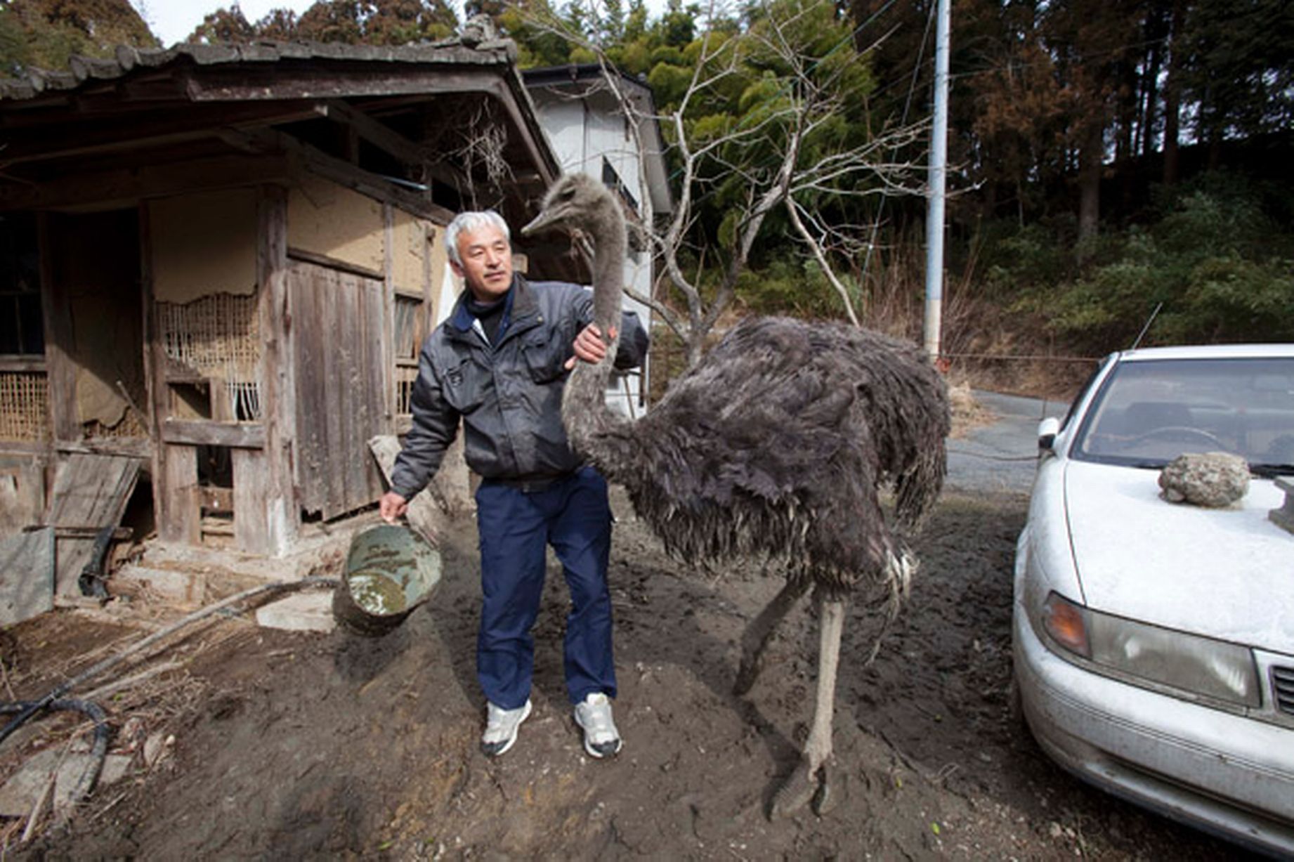 L’ultimo uomo rimasto a Fukushima per salvare gli animali (video)