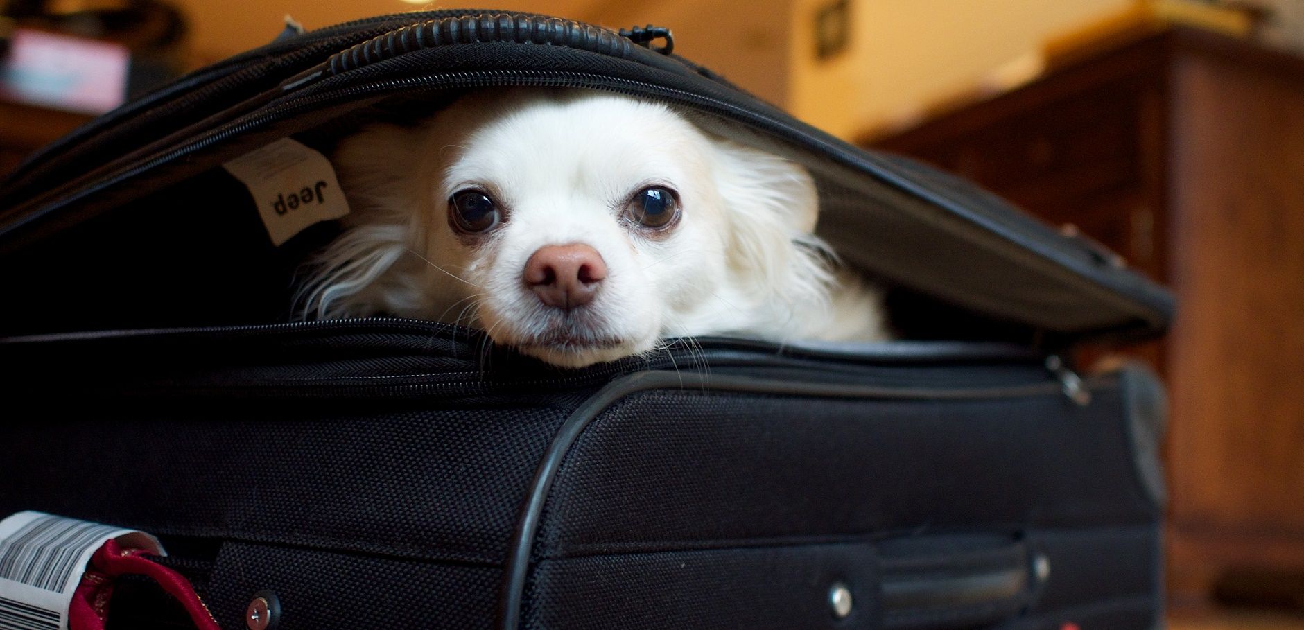 5 cose da tenere in considerazione quando prenotate un viaggio con cani e gatti