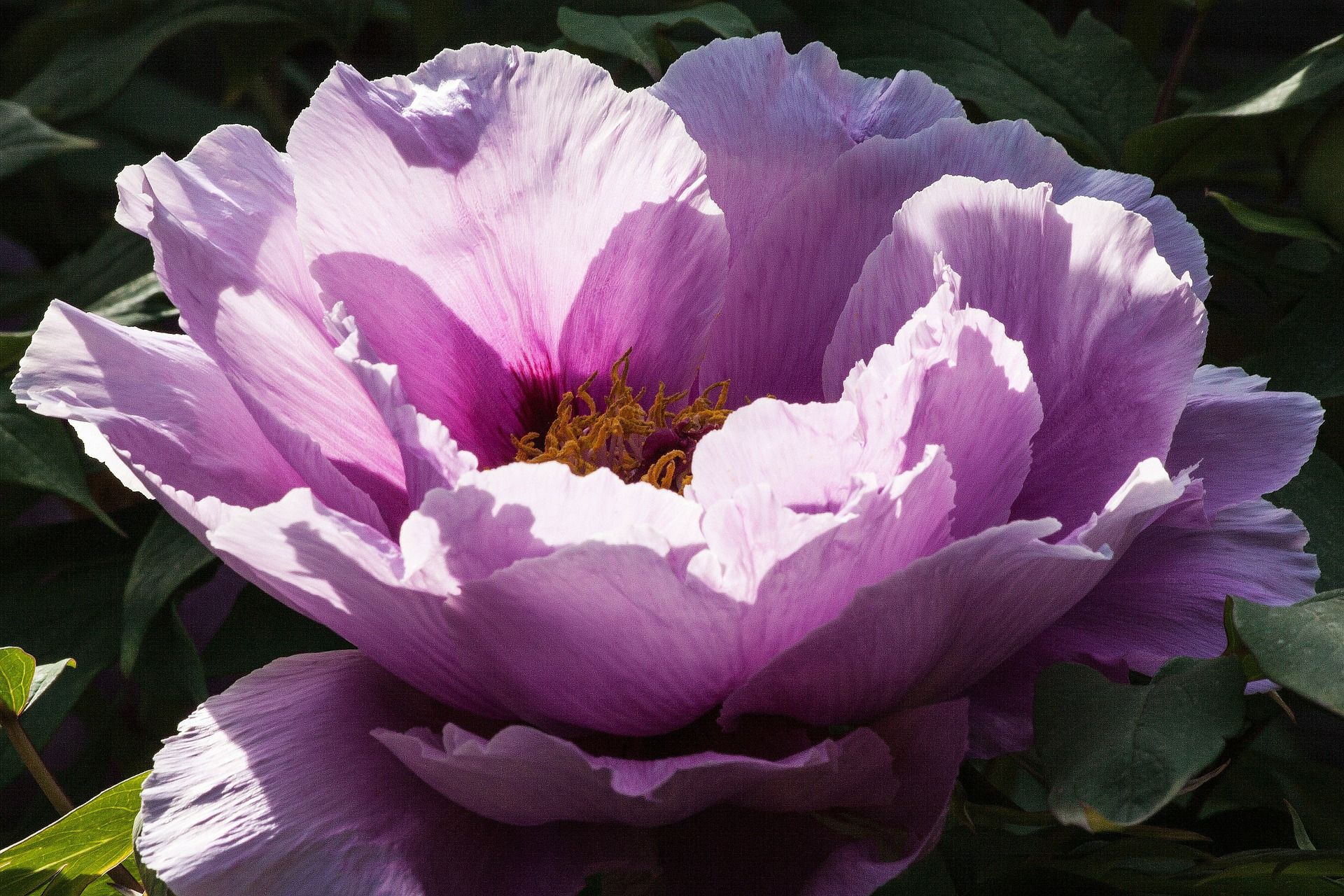 Scopri le peonie in un giardino incantato!