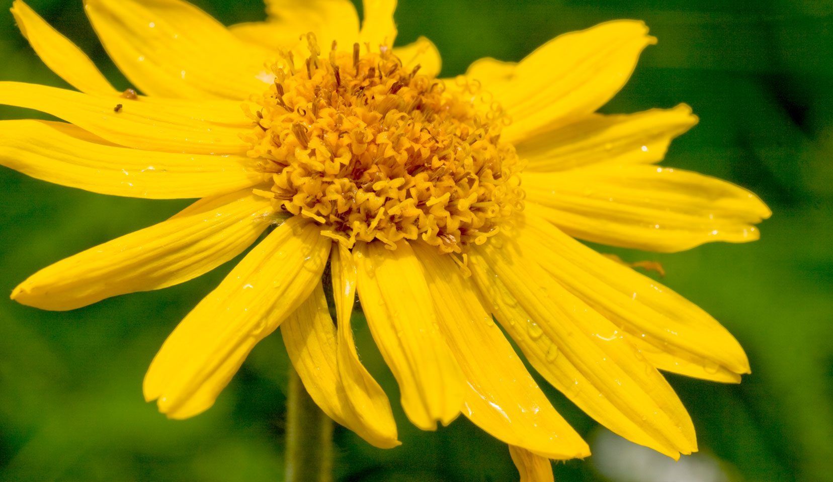 Tutti i benefici dell’arnica