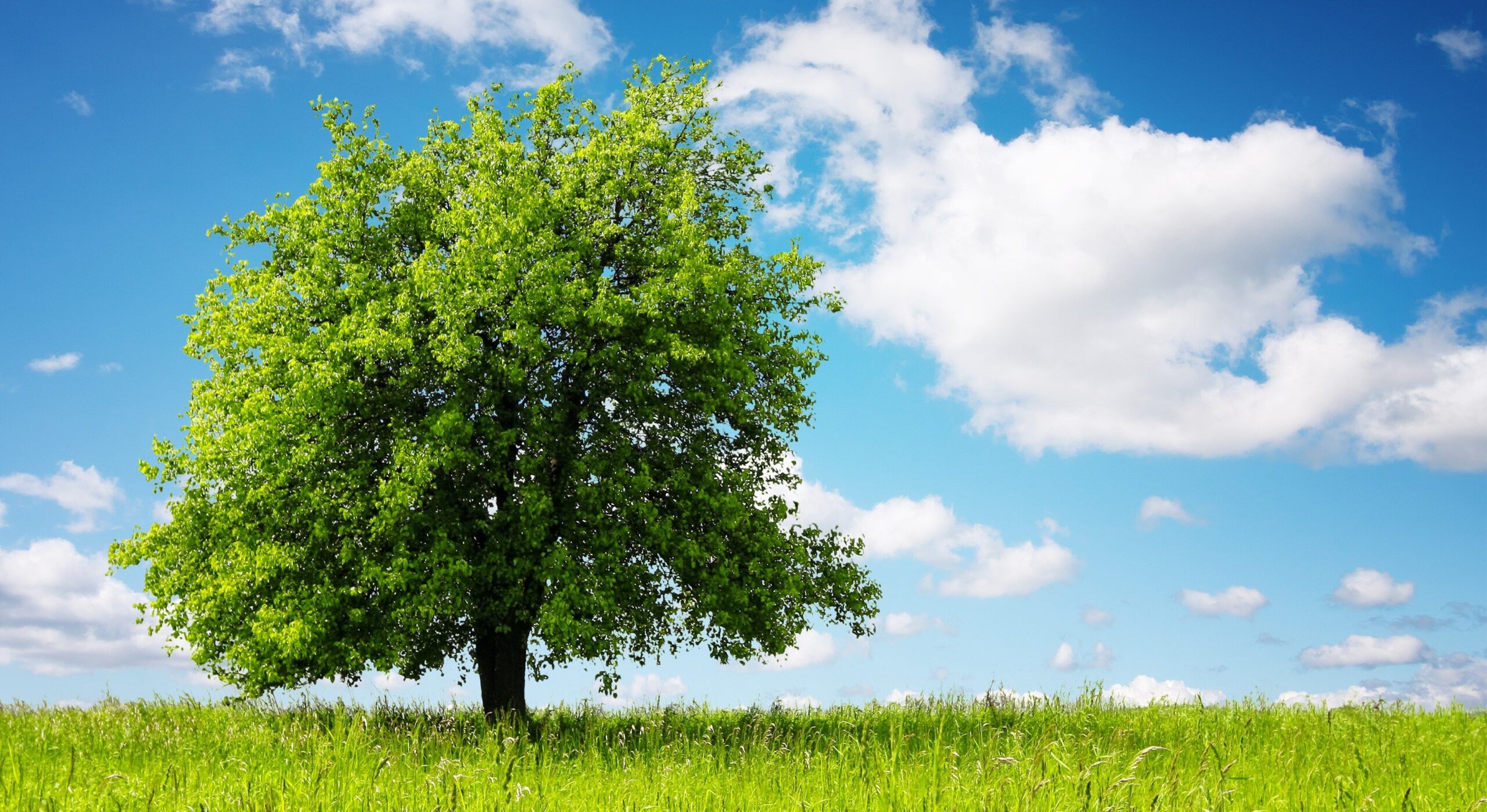 Anche gli alberi si addormentano di notte