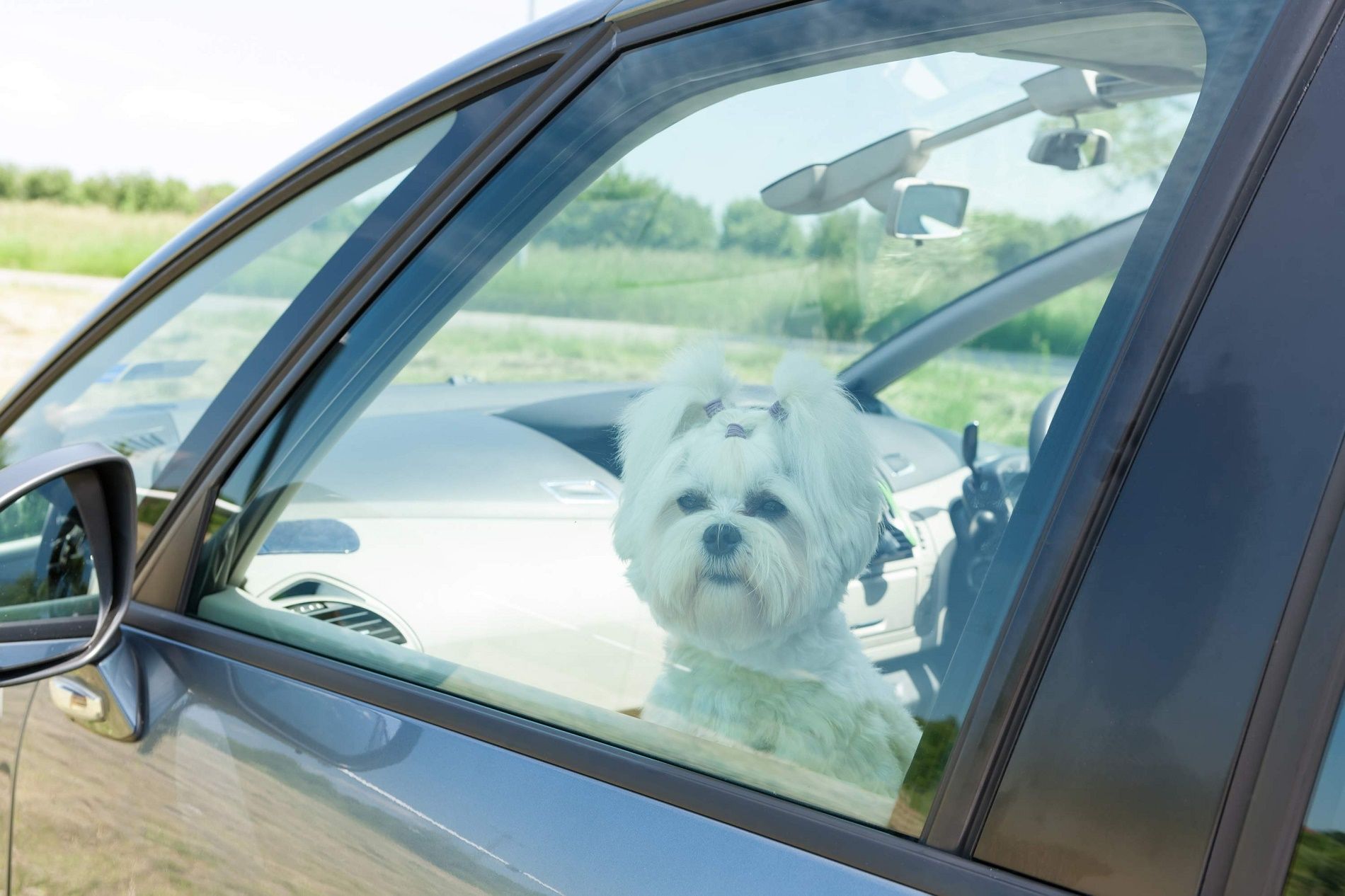 Cosa fare in caso di cane chiuso in auto con i finestrini chiusi