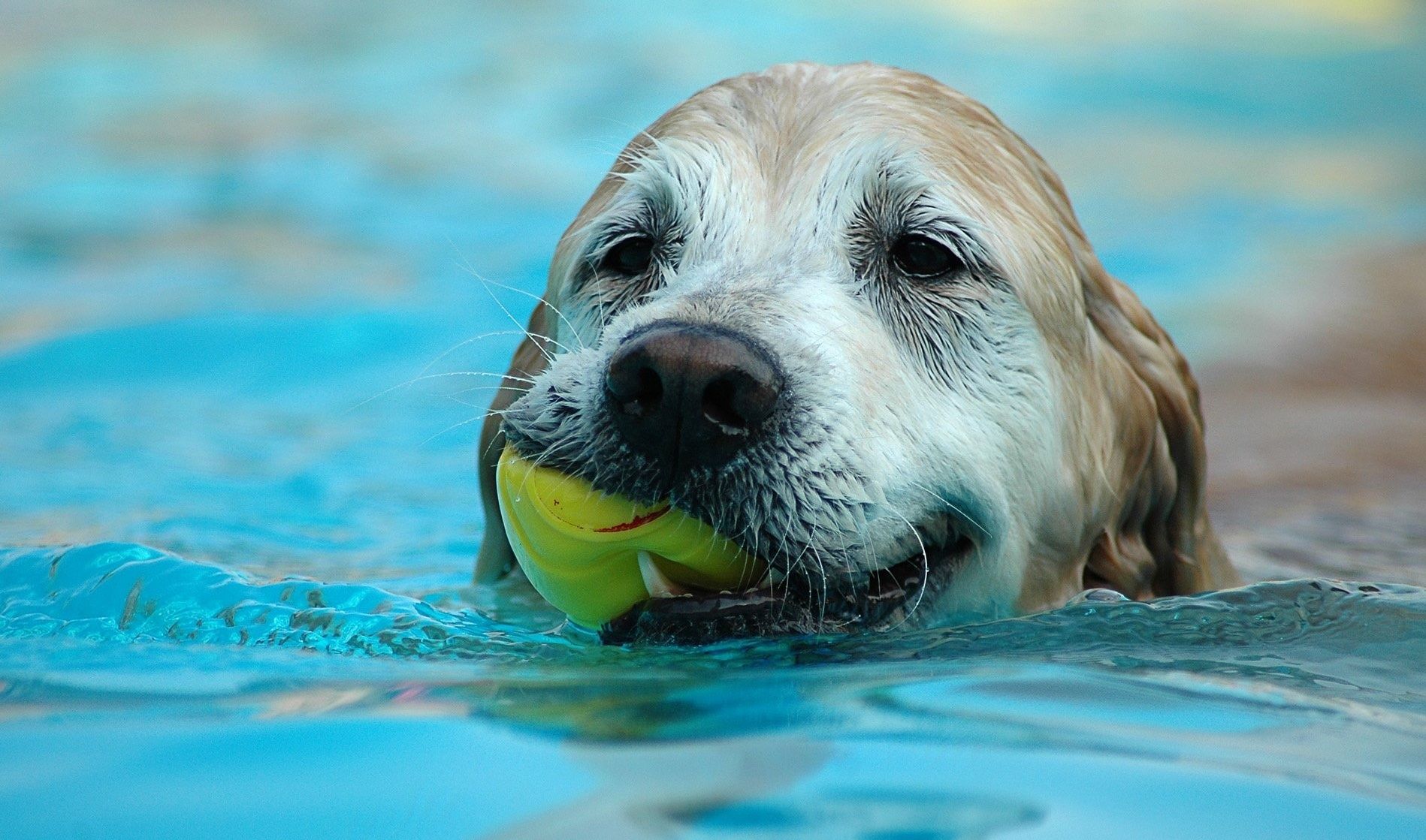 Cosa ci fanno dei cani alle Olimpiadi di Rio 2016?