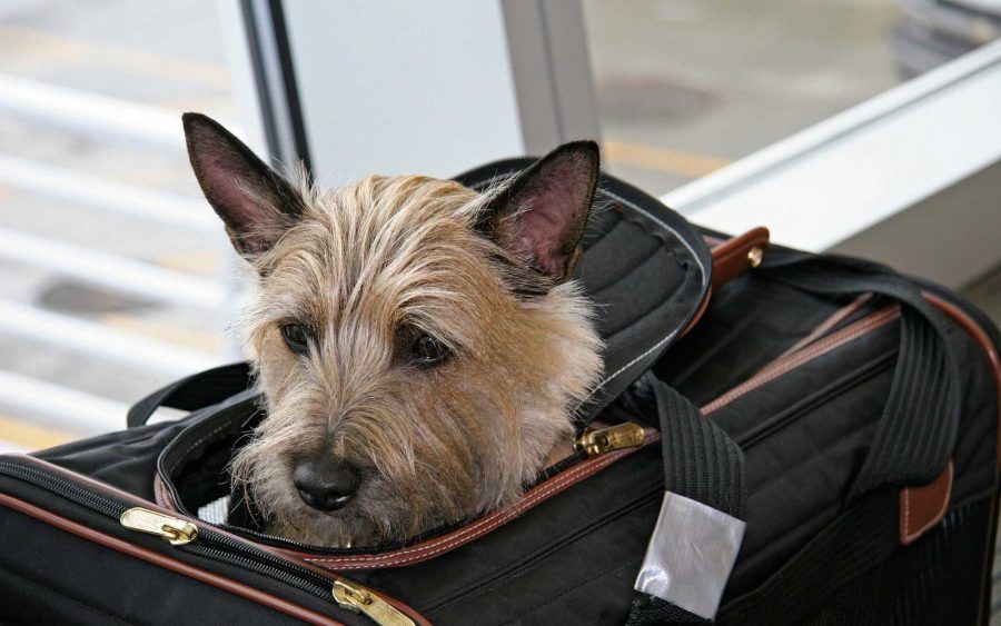 Pet Travel