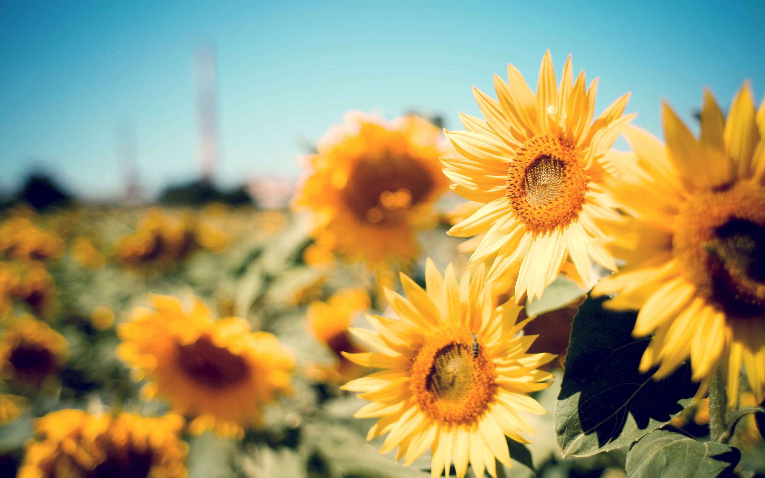 Perchè i girasoli muovono gli steli verso il sole