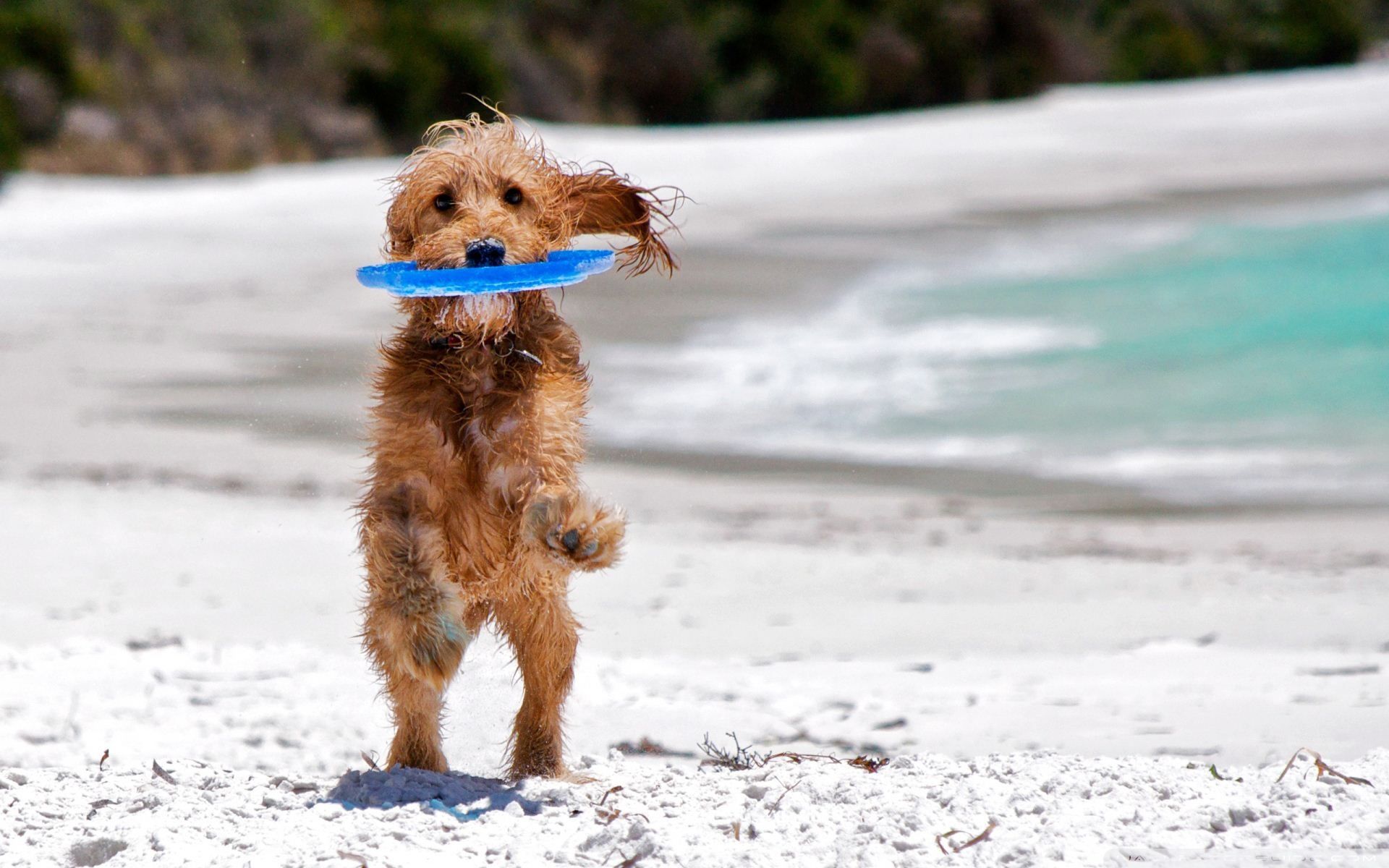 Vacanze con gli animali: le mete italiane pet friendly