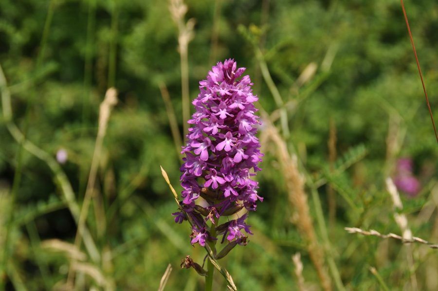 wild-orchid-972536_1280