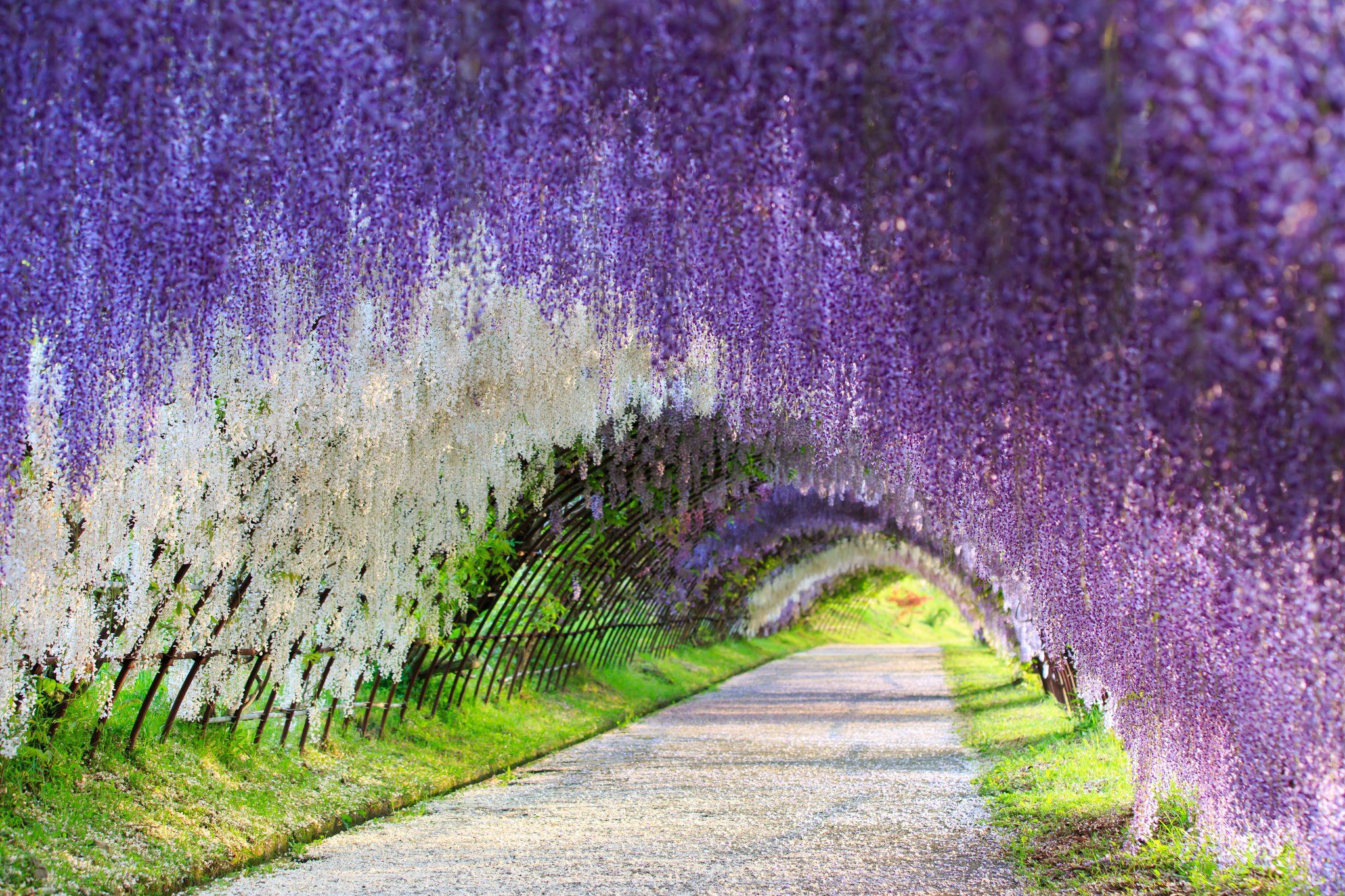 10  percorsi immersi tra gli alberi che vi lasceranno senza parole