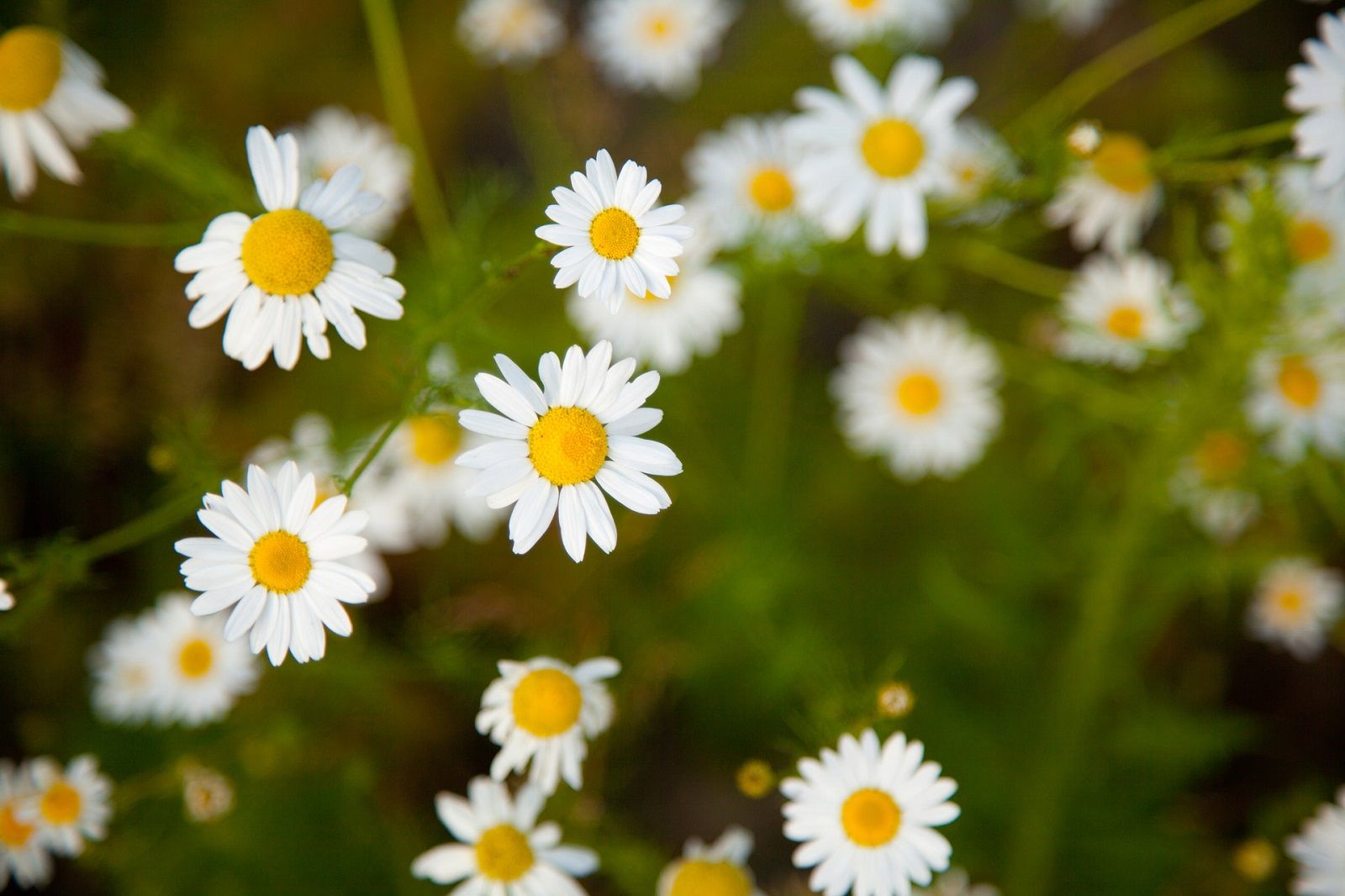 10 rimedi naturali contro la congiuntivite