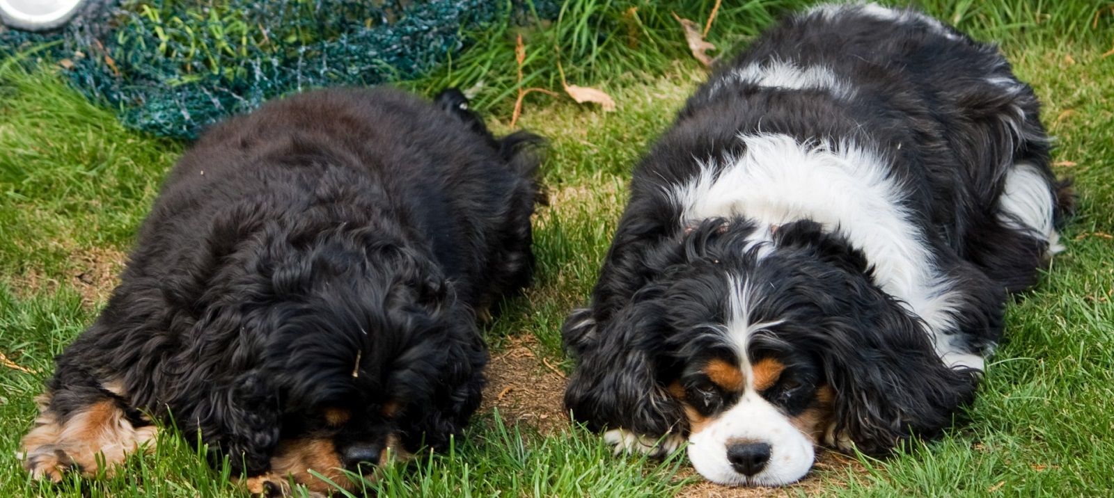 Perché i cani si annusano il sedere fra di loro?